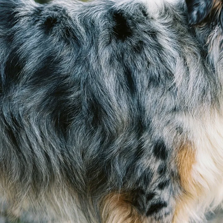 Bleu Merle, Rouge Tri... Comprendre les couleurs du Berger Australien